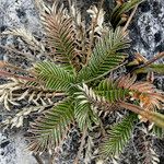 Acaena cylindristachya Ravina