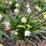 Leucojum vernum Çiçek