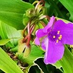 Tradescantia virginiana Fiore