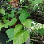 Pisonia aculeata पत्ता