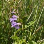 Scutellaria hastifolia Beste bat