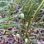 Pterostylis nutansফুল