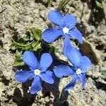 Gentiana orbicularis Anders