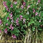 Vicia cusnae Hábito