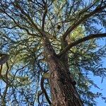 Cedrus deodaraموطن