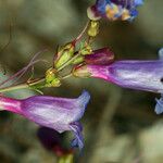 Penstemon laetus Flower