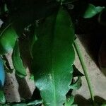 Epiphyllum oxypetalum Folha