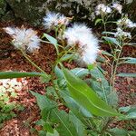 Prenanthes purpurea Frukto