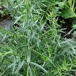 Artemisia dracunculus Blad