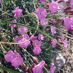 Dianthus subacaulis Blüte