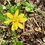 Ranunculus bullatusFloare