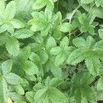 Potentilla thurberi Leaf