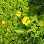 Potentilla reptansFlower