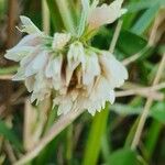 Trifolium semipilosum 花