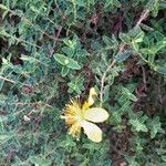 Hypericum balearicum Hábito