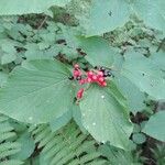 Viburnum lantanoides Leaf