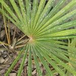 Coccothrinax barbadensis Hoja