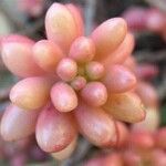 Sedum × rubrotinctum ഇല