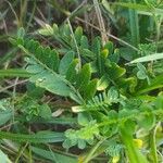 Astragalus cicer Лист