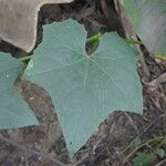 Luffa aegyptiaca Feuille