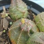 Euphorbia obesa Virág