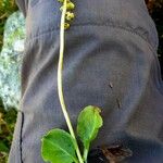 Pyrola minor Bark