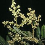 Dimocarpus longan Квітка