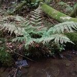 Dryopteris dilatata Облик