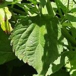 Salvia glutinosa Blatt