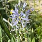 Camassia cusickii Flower