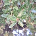 Quercus coccifera Fulla
