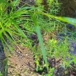 Scirpus atrovirens Leaf