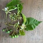 Solanum paniculatum Blüte