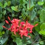 Ixora spp.Blüte