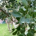 Sophora secundiflora Fruit