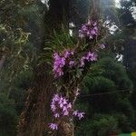 Laelia autumnalis Blomst