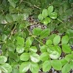 Guaiacum officinale Leaf