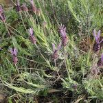 Lavandula pedunculata Habitus