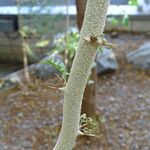 Faidherbia albida Rinde