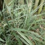 Phalaris arundinacea 葉