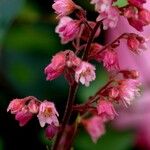 Heuchera sanguinea Hábito