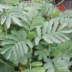 Melianthus major Blatt