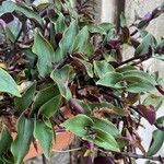 Tradescantia cerinthoides Feuille