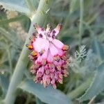 Platycapnos spicata Virág