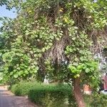 Cordia myxa Habit