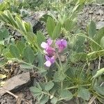 Lathyrus japonicusЦветок