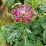 Trifolium medium Blüte