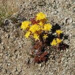 Sedum lanceolatum Buveinė