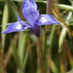 Moraea sisyrinchium Flower