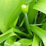 Allium victorialis Blodyn